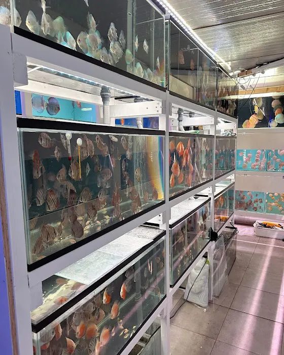 Amazing Discus Aquarium (James Aquarium) Picture 3