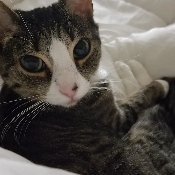 Connecticut Feline Medicine and Surgery Picture 7