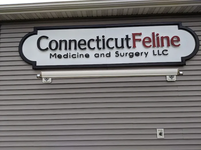 Connecticut Feline Medicine and Surgery Picture 6