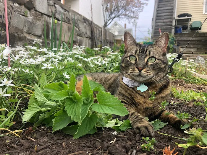 Connecticut Feline Medicine and Surgery Picture 1