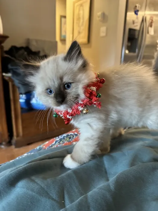 Connecticut Feline Medicine and Surgery Picture 10