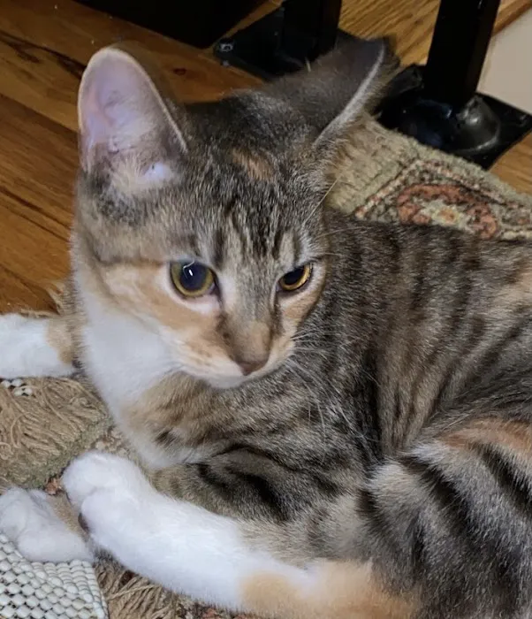 Connecticut Feline Medicine and Surgery Picture 5