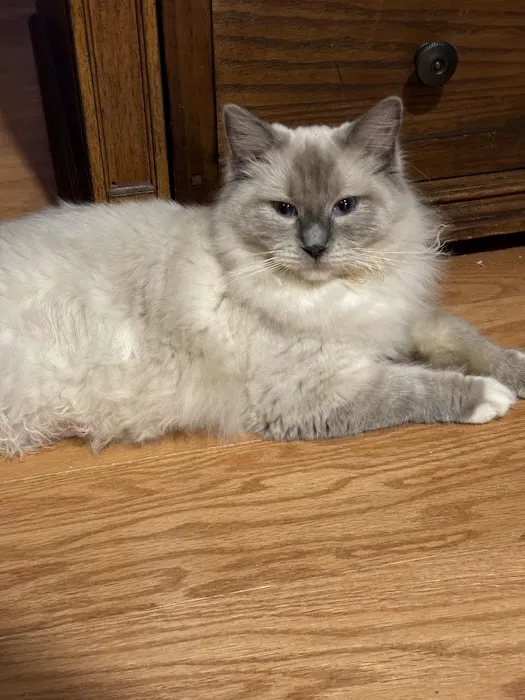 Connecticut Feline Medicine and Surgery Picture 8