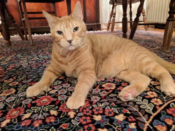 Connecticut Feline Medicine and Surgery Picture 2