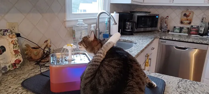 Connecticut Feline Medicine and Surgery Picture 3