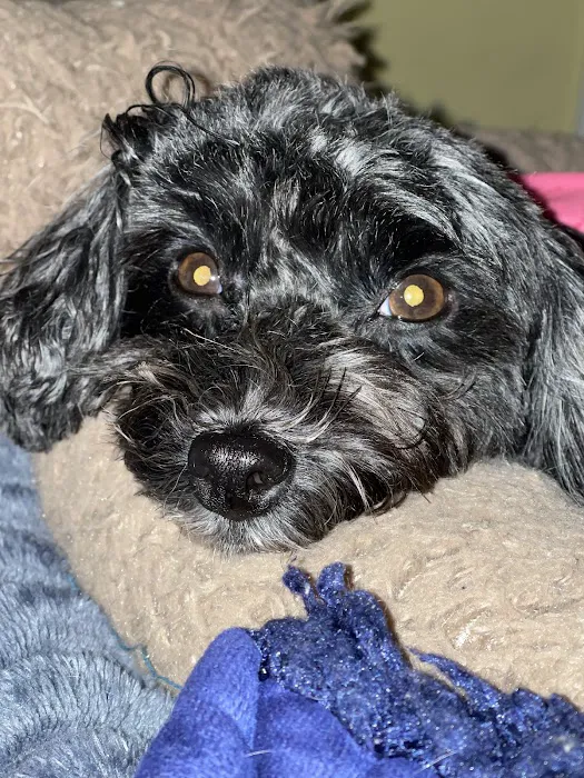 East Hartford Animal Clinic Picture 5