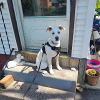 East Hartford Animal Clinic ico