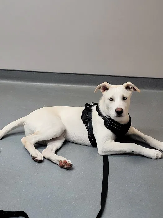 East Hartford Animal Clinic Picture 2