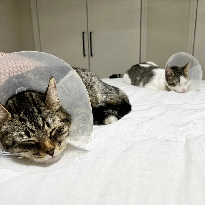 East Hartford Animal Clinic Picture 3