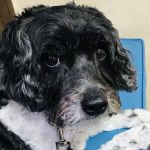Bethany Veterinary Hospital