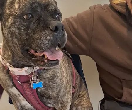Banfield Pet Hospital