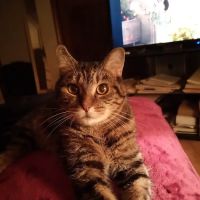Ragged Mountain Animal Hospital ico
