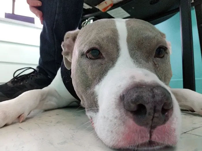 Ragged Mountain Animal Hospital Picture 3