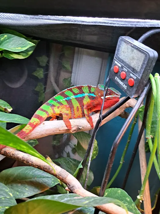 Jewels Chameleons Picture 8