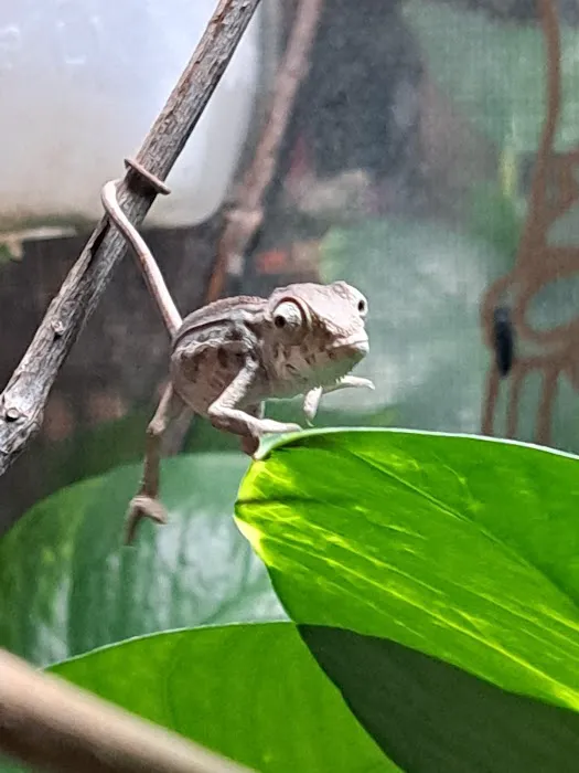 Jewels Chameleons Picture 9