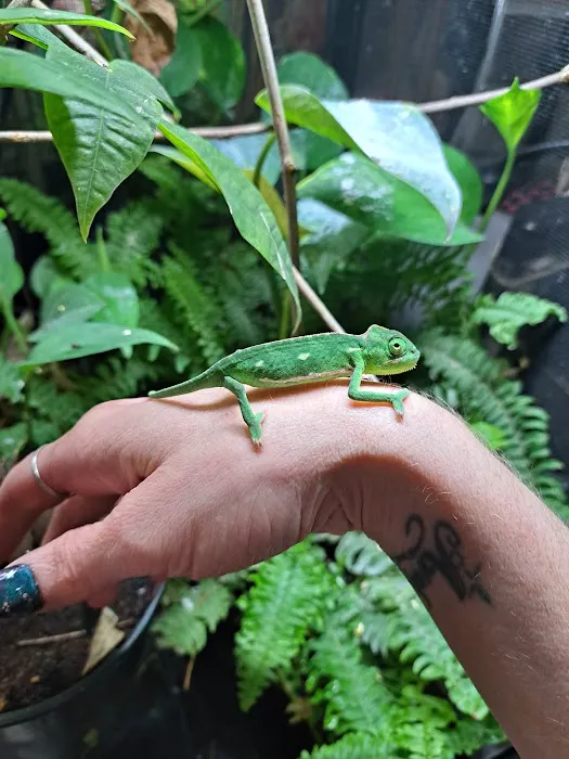 Jewels Chameleons Picture 4