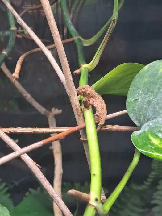 Jewels Chameleons Picture 10