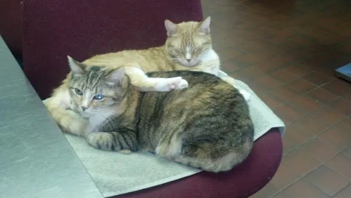 Pond Point Animal Hospital Picture 6