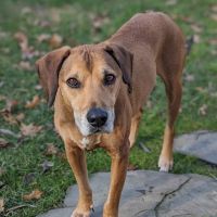 Pond Point Animal Hospital ico