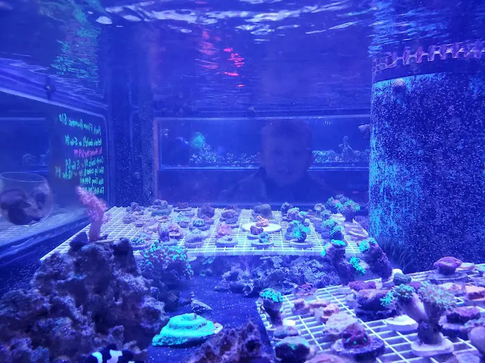 Sunset Corals Picture 9