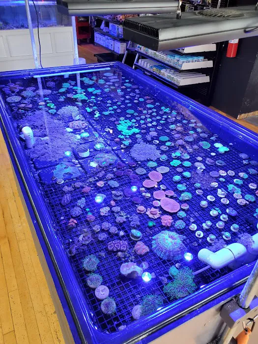 Sunset Corals Picture 5