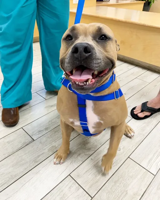 Milford Animal Hospital Picture 1
