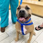 Milford Animal Hospital