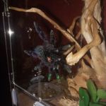 Dotty's Feed and Pet