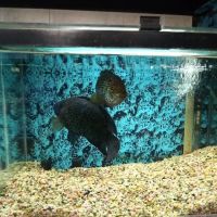 Somethin's Fishy Pet Shop Inc ico