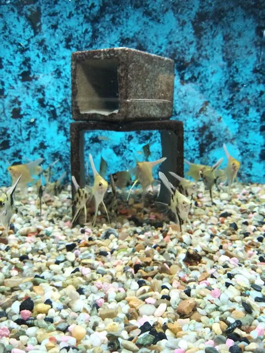 Somethin's Fishy Pet Shop Inc Picture 4