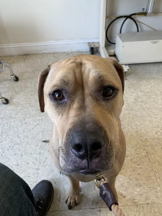 Animal Clinic of Milford Picture 5