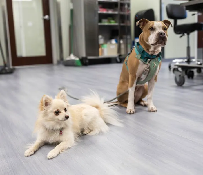 Animal Clinic of Milford Picture 8
