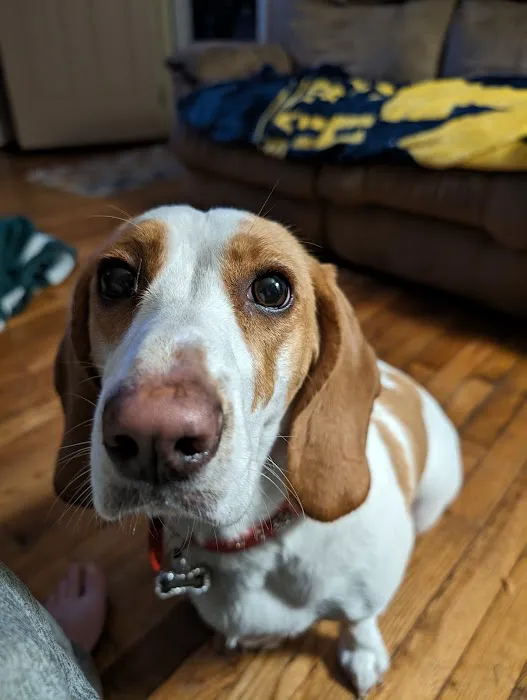 Lucky Pets Picture 1
