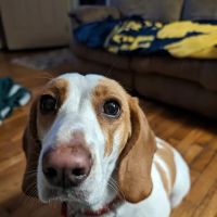 Lucky Pets ico
