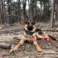 Milford Veterinary Services ico