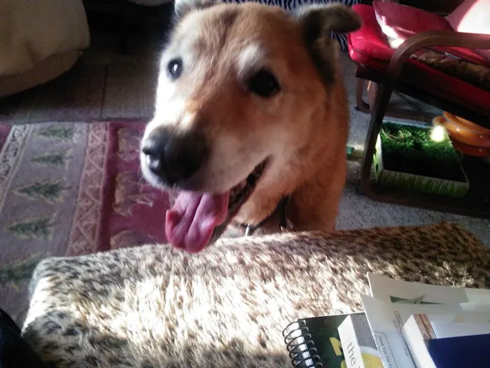 Milford Veterinary Services Picture 8