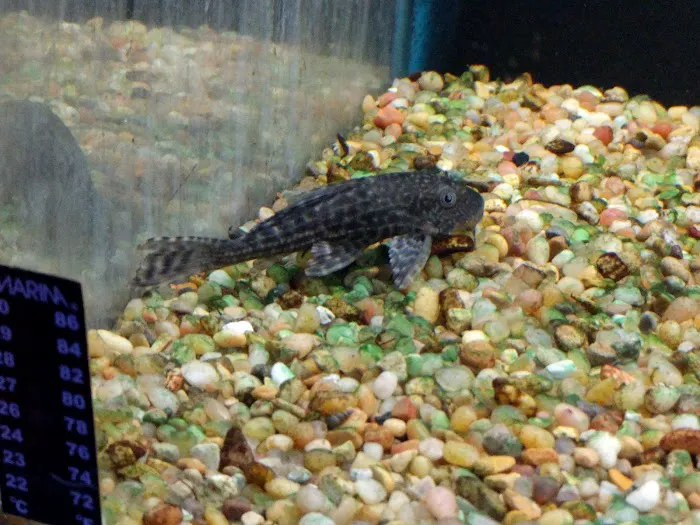 The Preferred Aquatics Collection Picture 2