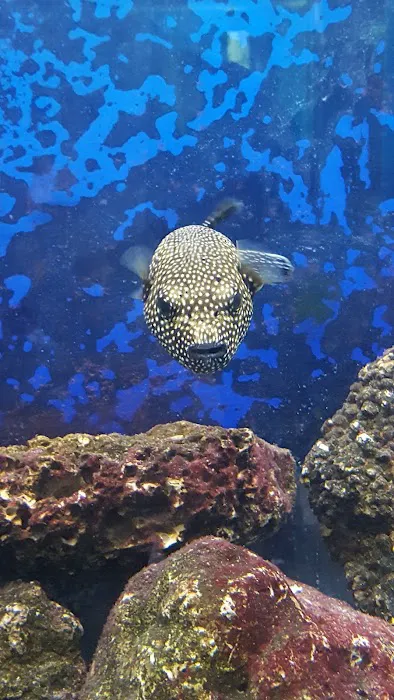 The Preferred Aquatics Collection Picture 8