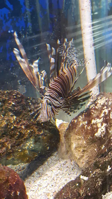 The Preferred Aquatics Collection Picture 10