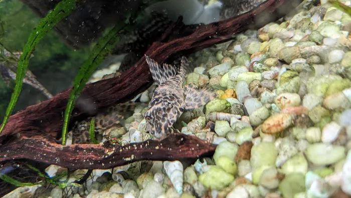Fantastic Fins Picture 3