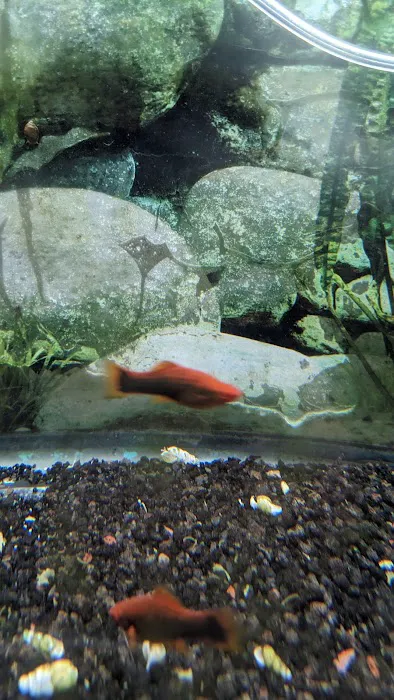 Fantastic Fins Picture 10