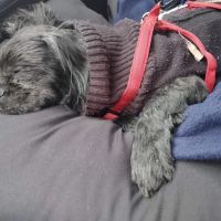 Veterinary Care of Mt Pleasant ico
