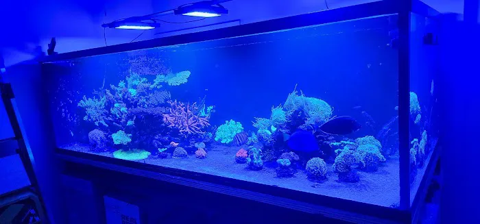 Cherry Corals Picture 2