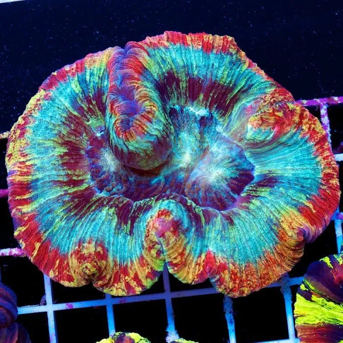 Cherry Corals Picture 6