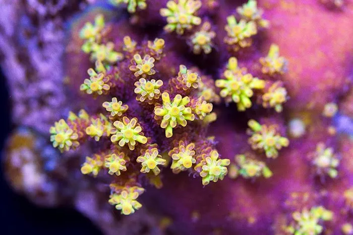 Cherry Corals Picture 10