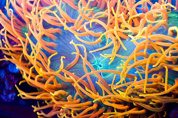 Cherry Corals Picture 7