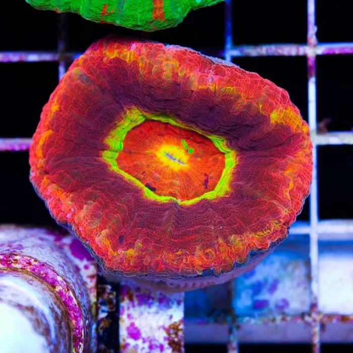 Cherry Corals Picture 8