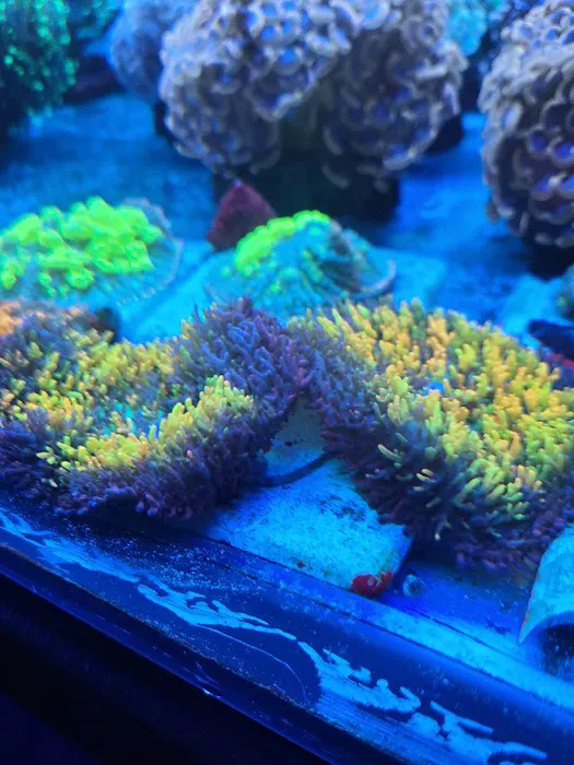 Cherry Corals Picture 4