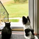 New Castle Veterinary Hospital