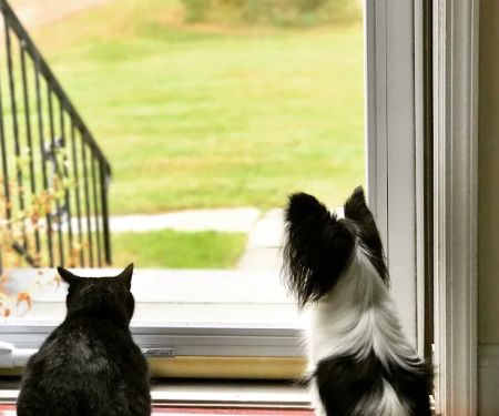 New Castle Veterinary Hospital